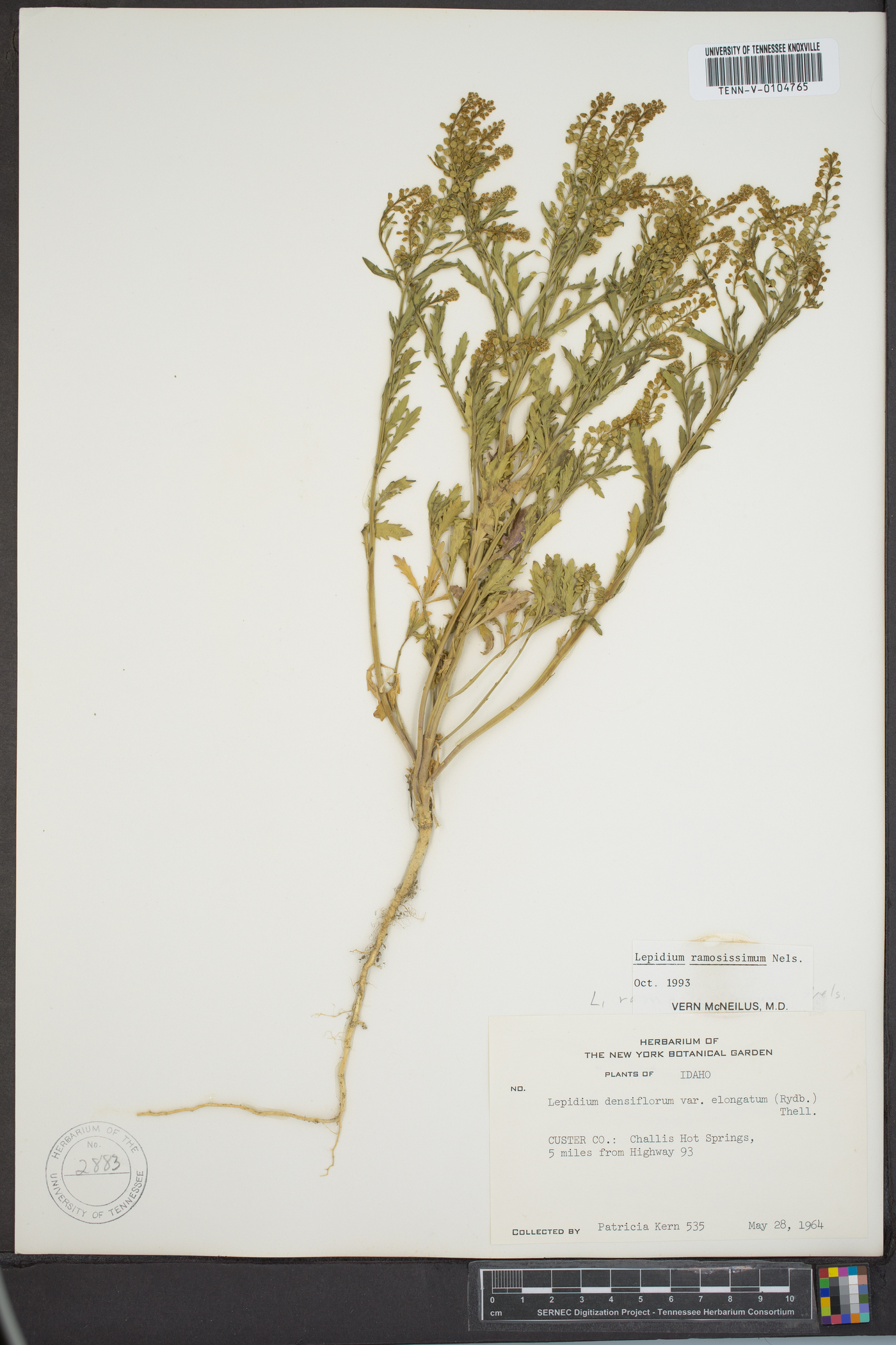 Lepidium ramosissimum image