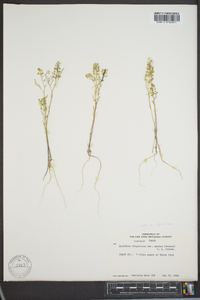 Lepidium virginicum var. menziesii image