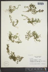 Lepidium didymum image