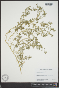 Lepidium didymum image