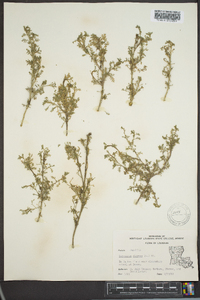 Lepidium didymum image