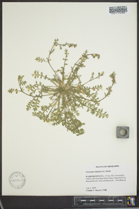 Lepidium didymum image