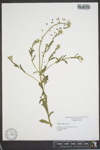 Thlaspi alliaceum image