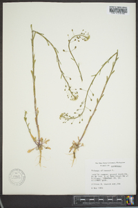 Thlaspi alliaceum image