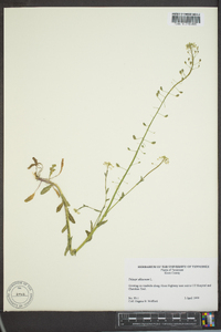 Thlaspi alliaceum image