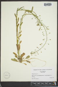 Thlaspi alliaceum image