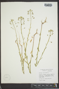 Thlaspi alliaceum image