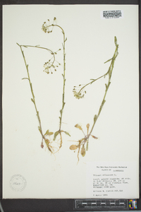 Thlaspi alliaceum image