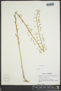 Thlaspi alliaceum image