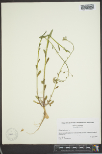 Thlaspi alliaceum image