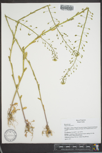 Thlaspi alliaceum image