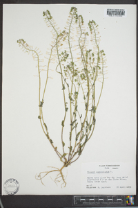 Microthlaspi perfoliatum image