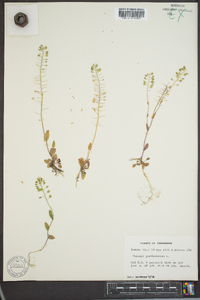 Microthlaspi perfoliatum image