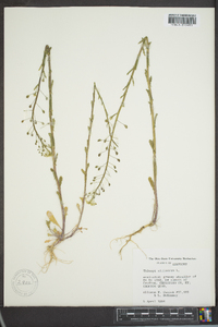 Thlaspi alliaceum image