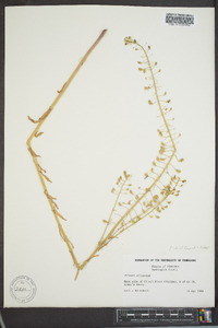 Thlaspi alliaceum image