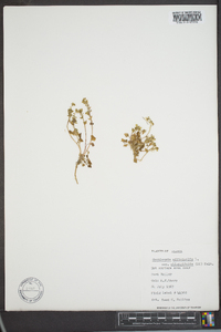 Cochlearia officinalis image