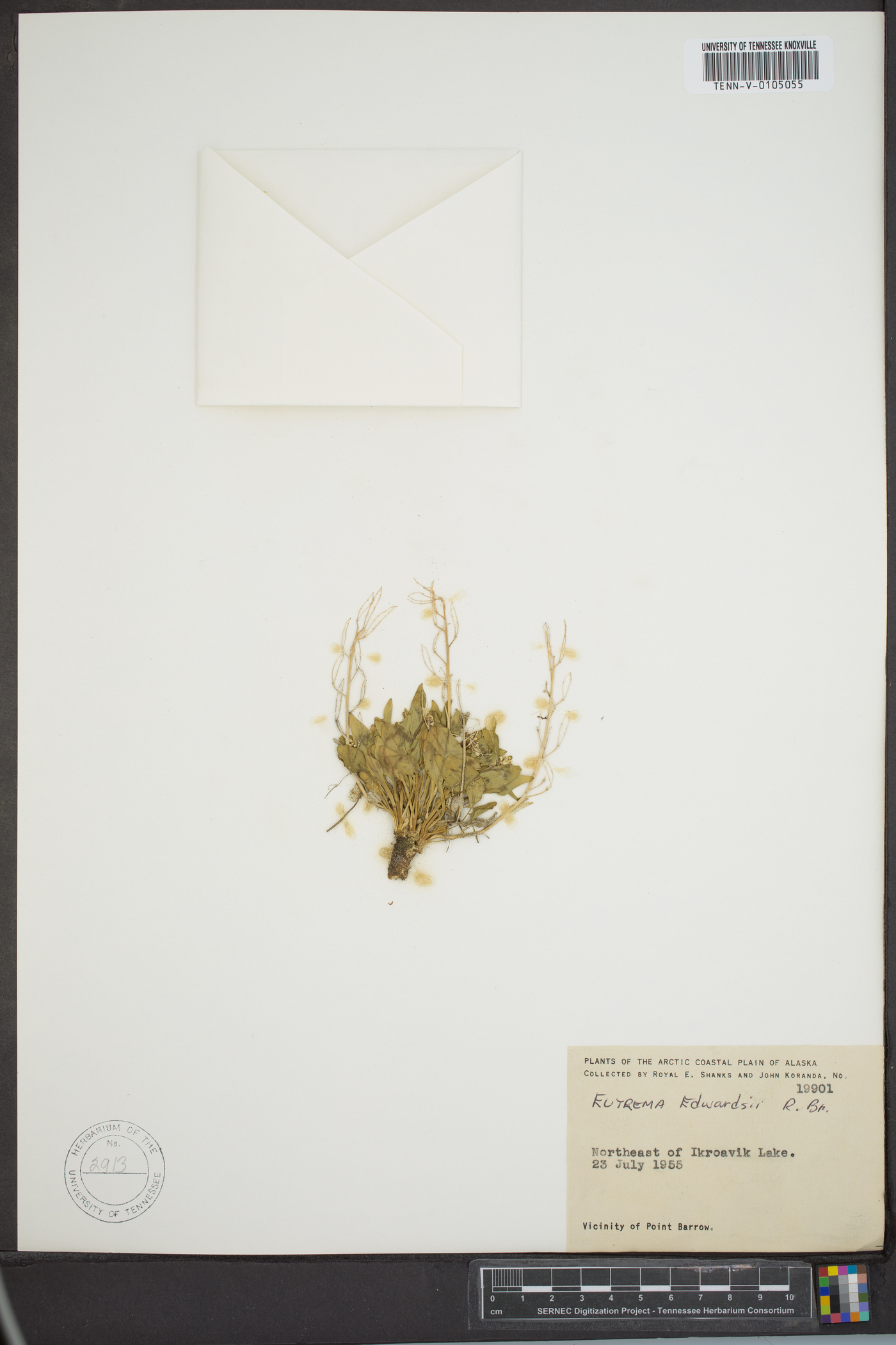Eutrema edwardsii image