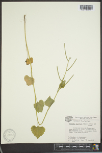 Alliaria petiolata image