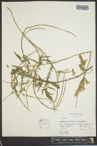 Sisymbrium officinale image