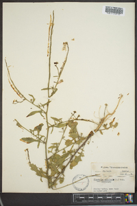 Sisymbrium officinale image