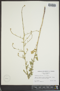 Sisymbrium officinale image