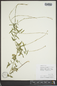 Sisymbrium officinale image