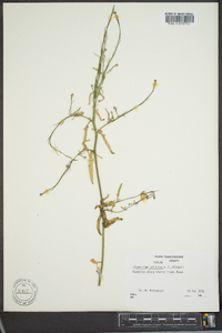 Sisymbrium officinale image