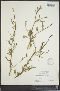 Sisymbrium officinale image