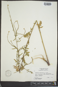 Sisymbrium officinale image