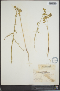 Sisymbrium officinale image