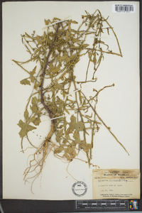 Sisymbrium officinale image