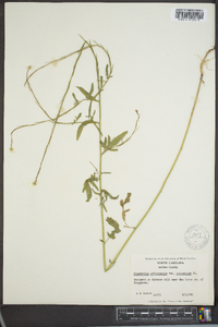 Sisymbrium officinale image