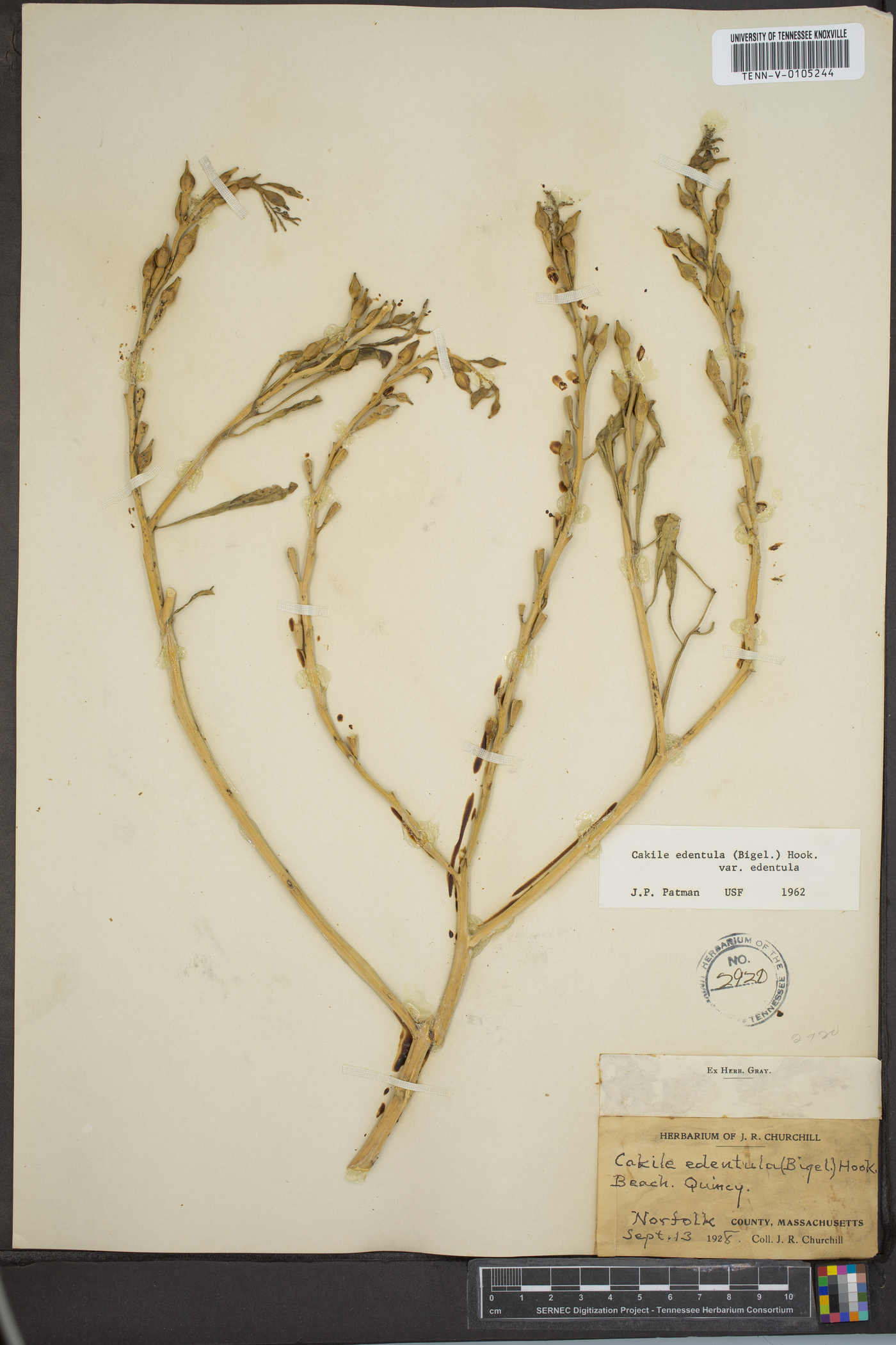 Cakile edentula var. edentula image