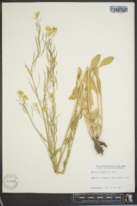 Brassica juncea image