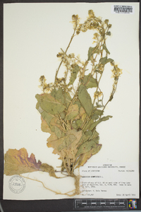 Brassica rapa image