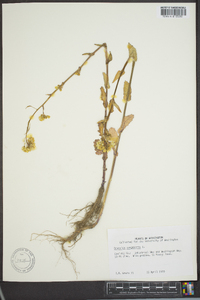 Brassica rapa var. rapa image