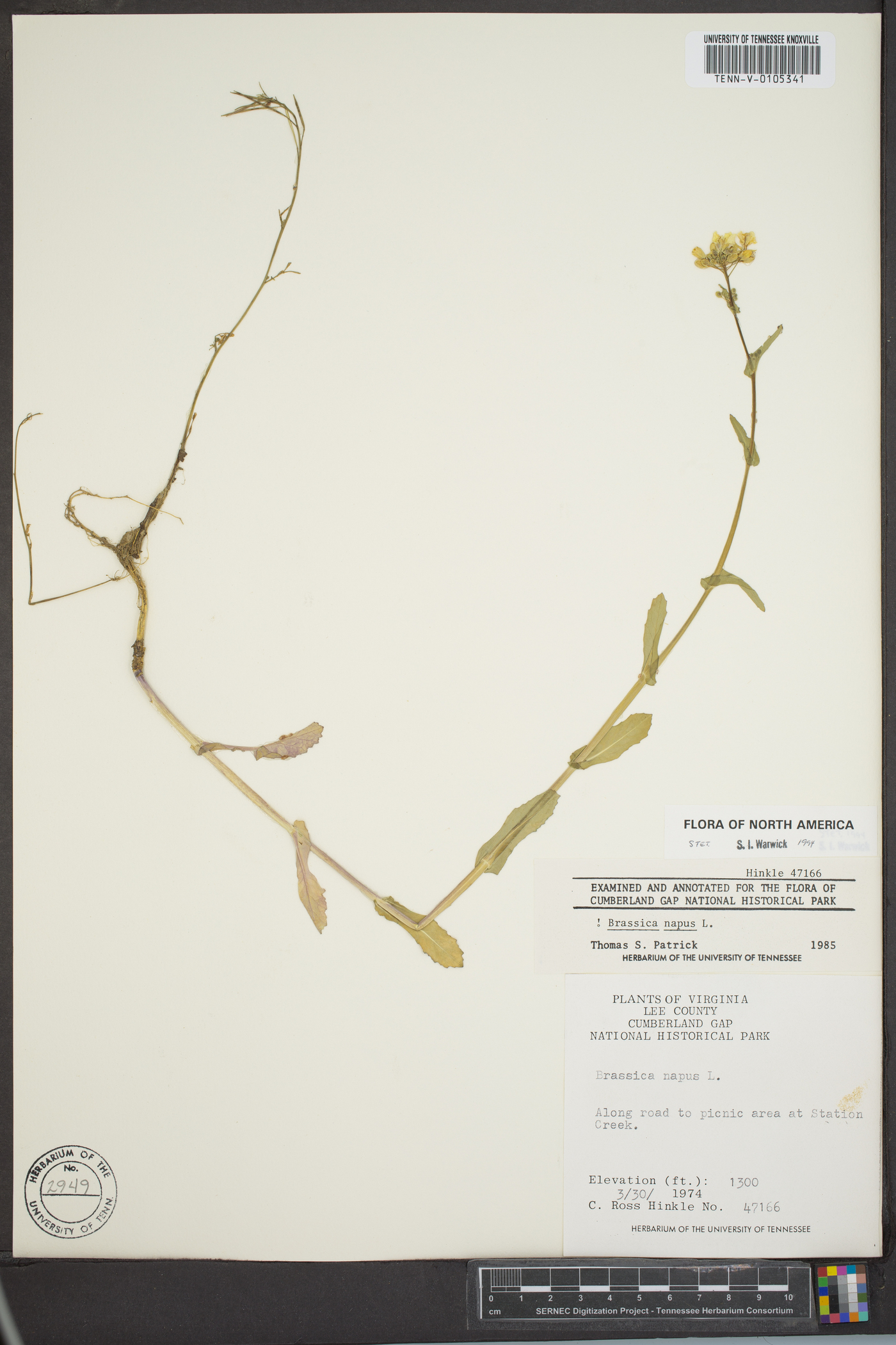 Brassica napus image