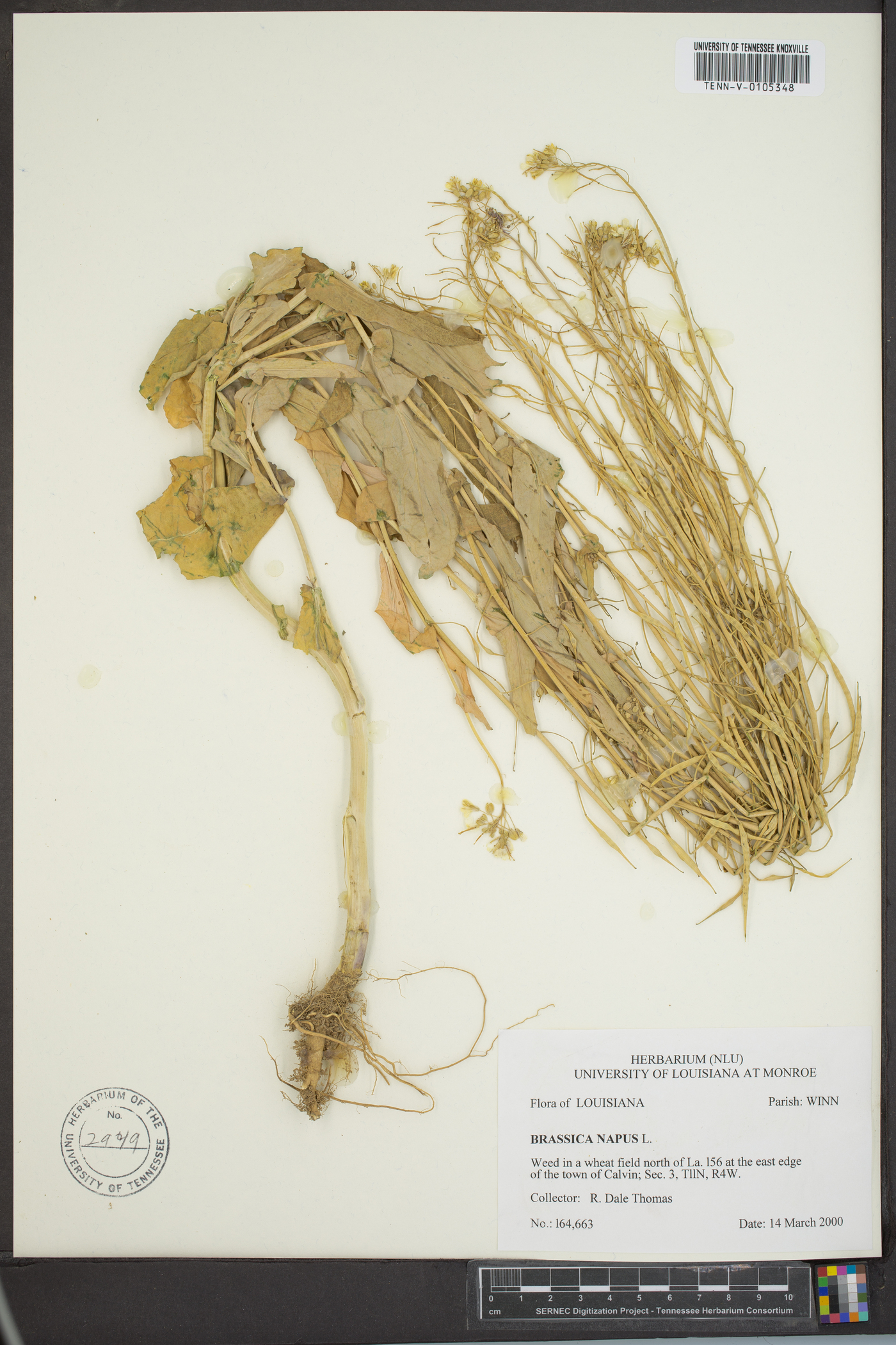 Brassica napus image