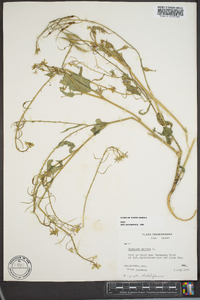 Raphanus raphanistrum subsp. sativus image