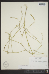 Rapistrum rugosum image