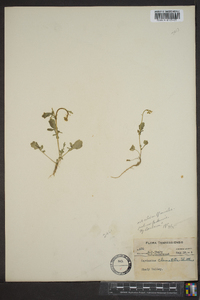 Cardamine clematitis image