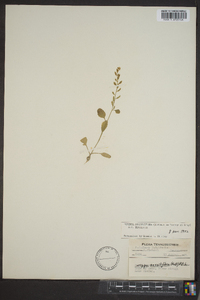 Rorippa sessiliflora image