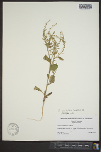 Rorippa sessiliflora image