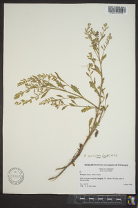 Rorippa sessiliflora image