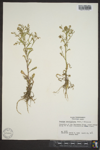 Rorippa sessiliflora image