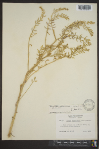 Rorippa sessiliflora image