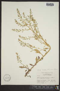 Rorippa sessiliflora image