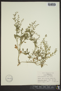 Rorippa sessiliflora image