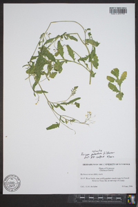 Rorippa sylvestris image