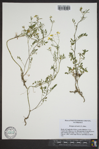 Rorippa sylvestris image